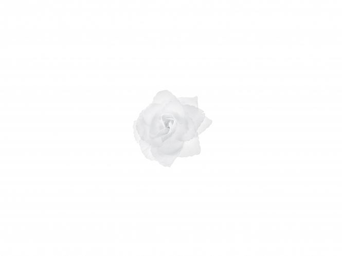 Hovedbilde Hvite Roser Selvklebende